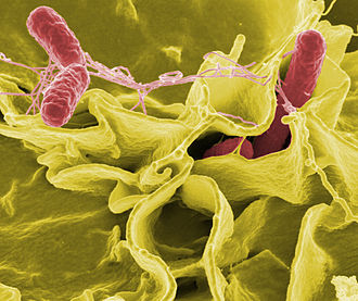 Salmonella bacteria