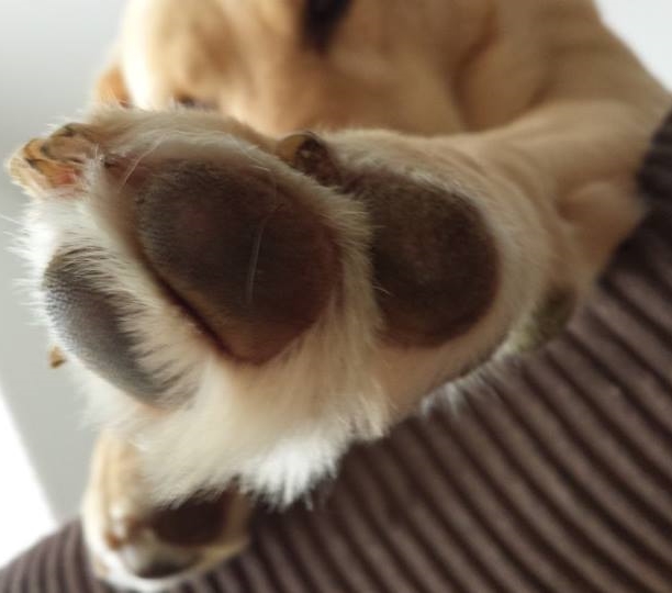 Dog's Paw