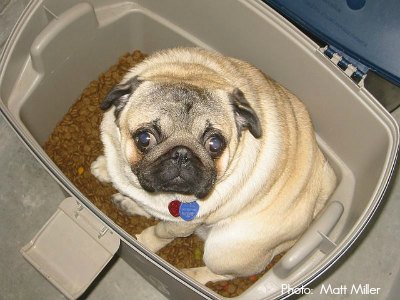 Pet Food Containers - What To Do, What NOT To Do. An important read!