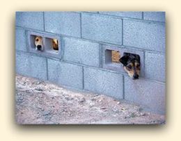 Two dogs peeking through wall