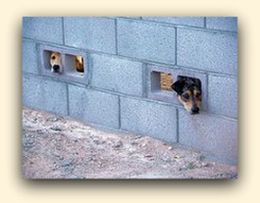 Two dogs peeking through wall
