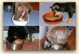 Dog feeding trials