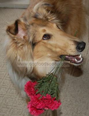 Baby - Rough Collie
