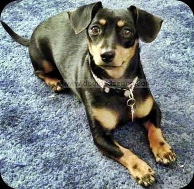 long haired dachshund mix. long haired dachshund mix.