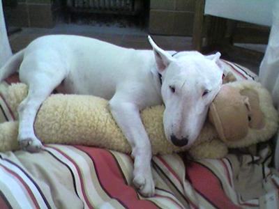 adopt a bull terrier rescue