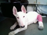 Saved by Bull Terrier Rescue!  This was Woody then!