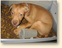 Pit bull puppy in pet food storage bin