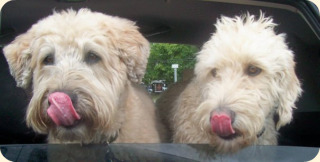 Two dogs licking their lips
