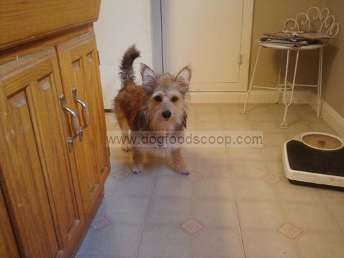 Corkie Puppy