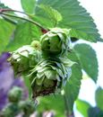 Hops toxicity in dogs