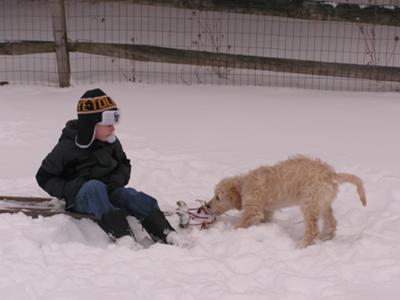 goldendoodle mini puppies. mini goldendoodle puppy.