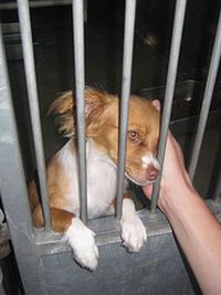 Papillon in Dog Pound