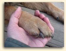 Holding dog's paw