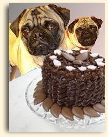 Two pugs and chocolate cake