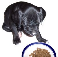 Puppy Eating
