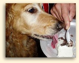 dog drank baking soda water