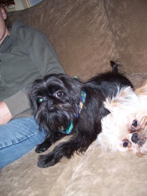 Teakie and Chewbacca - Brussels Griffons