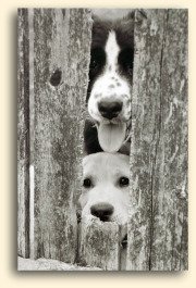 Two dogs peeking