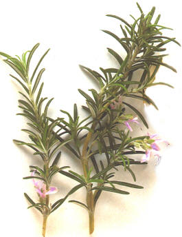 Rosemary herb - Pet food neurotoxin