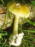 Amanita Phalloides