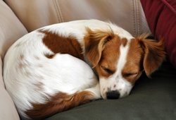 canine urinary tract infection