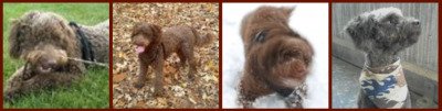 Chocolate miniature goldendoodle