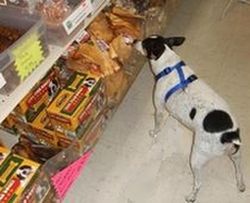 Dog food storage and shelf life