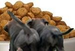 Dog Food Reviews Consumer Reports