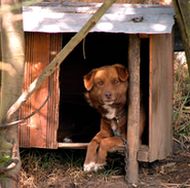 Dog relaxing in kennel