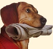 Dog with newspaper looking for the best dog food