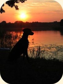 Dog Sunset