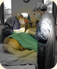 Dog Surgery