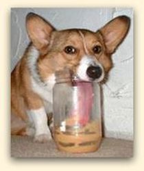 Dog Licking Jar