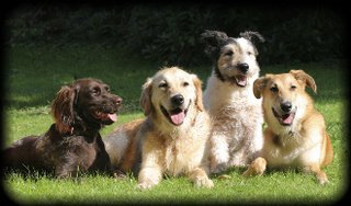 Group of large dogs