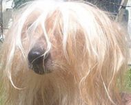 Chinese Crested Dog