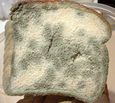 Moldy Bread