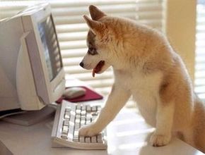 Dog buying pet food online
