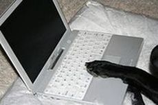 Dog's paw on laptop
