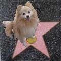 Pomeranian Dog Star