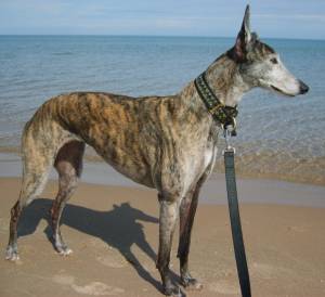 Anngi Loves Lake Michigan!