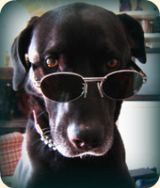 Scoop Dog wearing Sunglasses