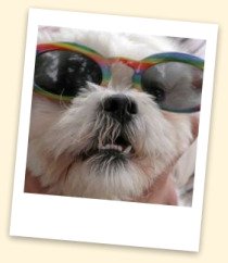 Shih Tzu - Scoop Dog Photo Contest