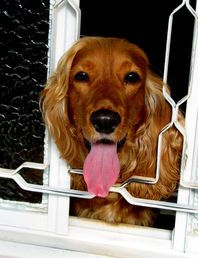 Spaniel peeking through window