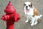 St. Bernard Dog at Fire Hydrant