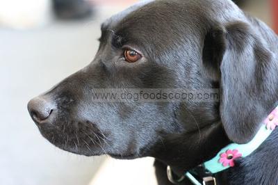 Viela Labrador Retriever Retired Service Dog Breeder Labrador Retriever Retired Service Dog